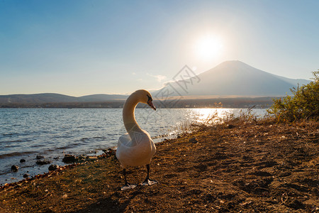 白天鹅在日落时在矢马纳卡湖的藤山中映射着图片