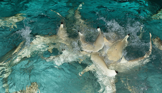 珊瑚礁鲨鱼在岸上游泳图片