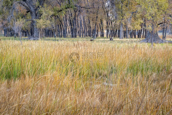 沼泽牧场树木科罗拉多北部沿Poudre河秋天风景的乡村地貌图片