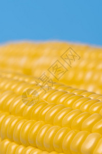 蓝色背景的新鲜有机玉米图片