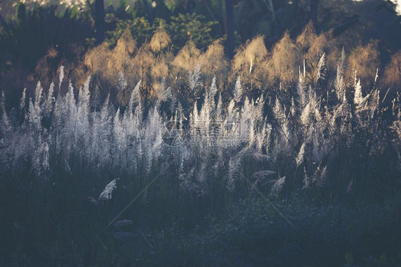自然田中的花草古老过滤图像图片