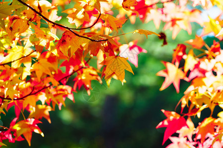 美丽的秋叶季节图片