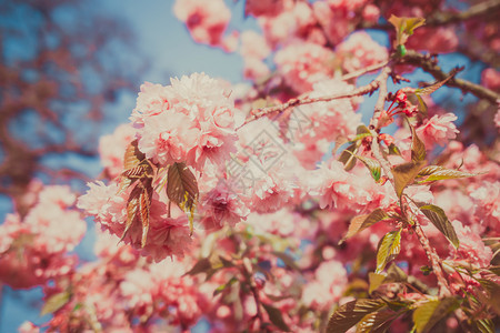 春天美丽的樱桃图片