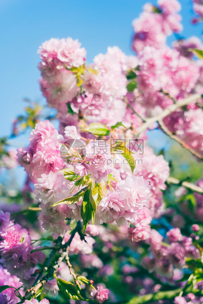春天美丽的樱桃图片