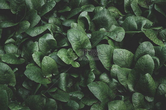 绿叶自然概念图片