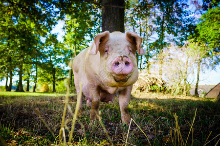 猪站在草坪上图片