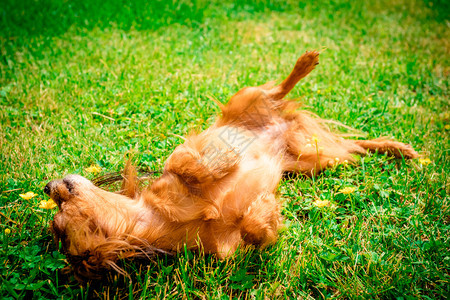 快乐的狗像躺在草地里一样图片
