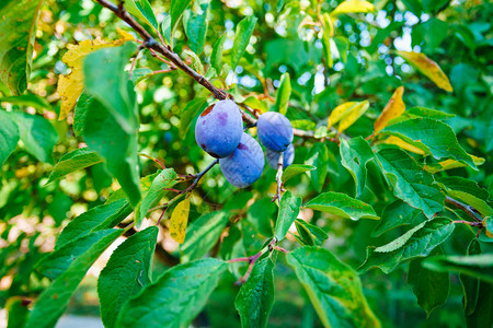 红成熟的梅子在树上图片素材
