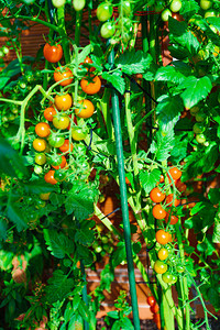 在树枝上生长的西红番茄图片