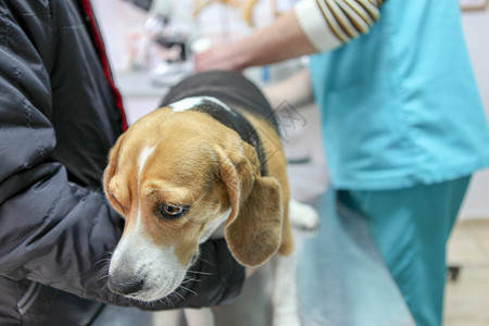 兽医和狗犬图片