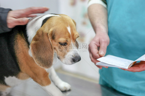 兽医和狗犬图片