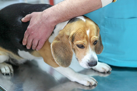 兽医和狗犬图片