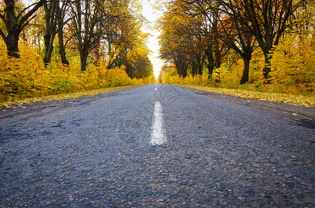 森林中的道路背景图片