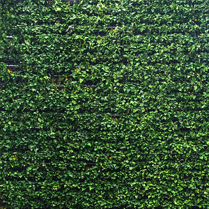 垂直花园平淡绿色墙壁图案表面纹理外部天然材料设计装饰背景图片