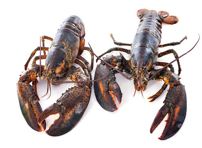 白色小龙虾白色背景面前的两只龙虾背景