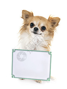 白色背景面前的小狗和板子背景图片