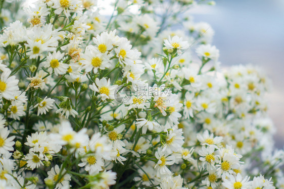 真正的白花有树枝用于婚礼装饰背景的叶子白色花瓣纹理的宏柔软梦幻形象图片