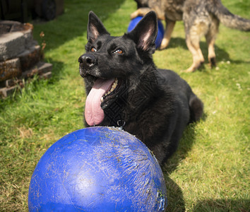 一只大黑德国牧羊犬在咬和咀嚼一个大蓝色的塑料球时取得了一项成果图片