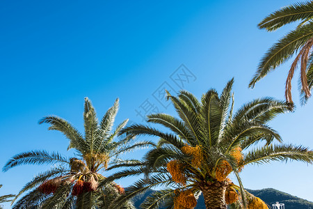 夏自然景蓝天椰子棕榈树图片