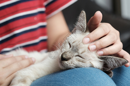 女人拥抱可爱猫友情动物人信任的朋友图片