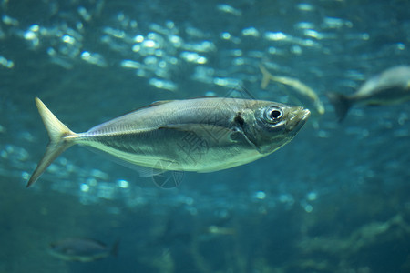 在水族馆下游泳图片