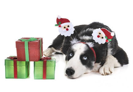 白色背景面前的狗和圣诞节图片