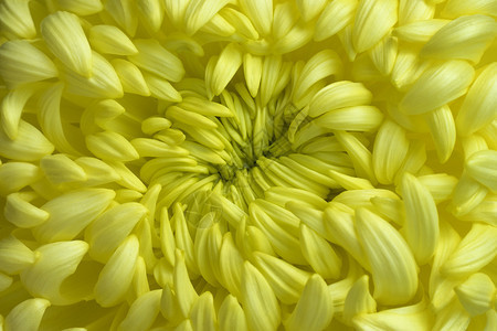 黄色菊花的心脏图片