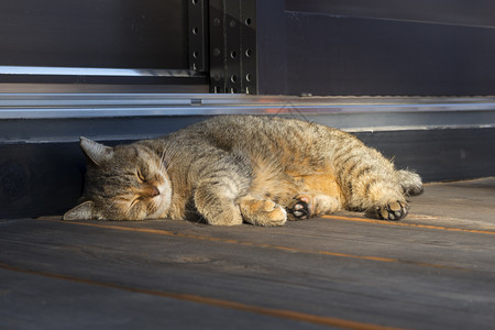 睡着的小猫享受阳光在房子前面图片