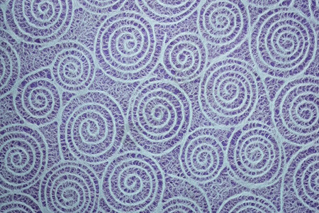 日本白纸组织与紫莓呈螺旋状的乌祖马基型螺旋图片