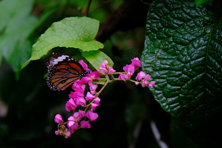 坐在绿叶上的蝴蝶自然栖息地中的美丽昆虫图片