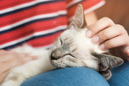 女人拥抱可爱猫友情动物人信任的朋友图片