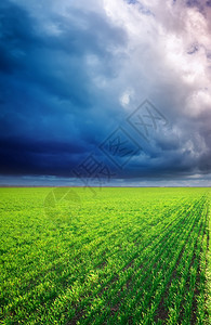 种植绿色草原和高空云层农村景象图片