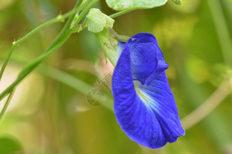 大自然中美丽的新鲜蓝豆花背景图片