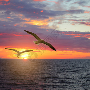 带海鸥的日落景色图片