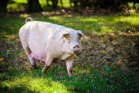 猪站在草地上图片
