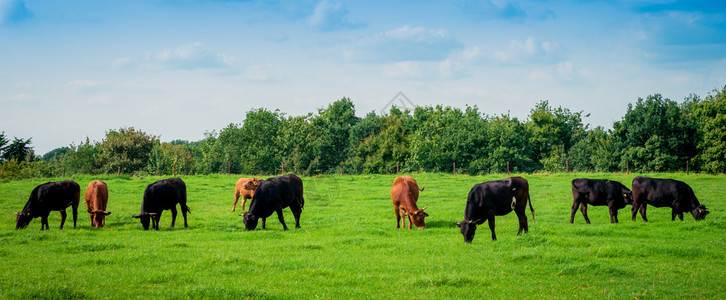 草原全景中的一群奶牛图片