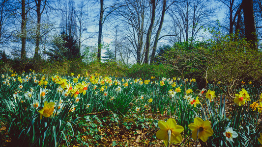 春开自恋天然植物背景图片