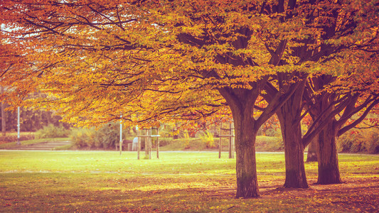 秋天的年轻和老树秋天的公园图片