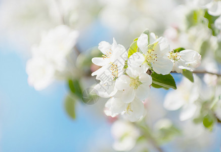 蓝天上的春苹果花朵图片
