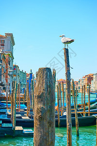 意大利威尼斯带木系柱的贡多拉斯Quayside图片