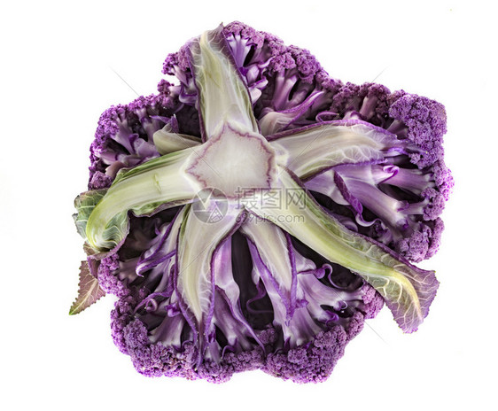 白色背景面前的紫花椰菜卷心高清图片免费下载 正版图片 摄图网