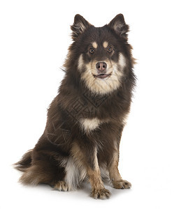 白色背景面前的芬兰Lapphund图片