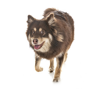 白色背景面前的芬兰Lapphund图片