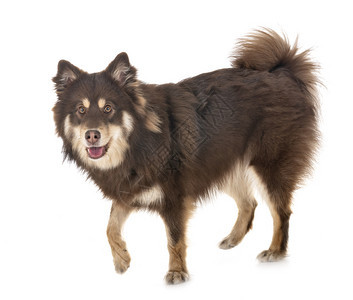 白色背景面前的芬兰Lapphund图片