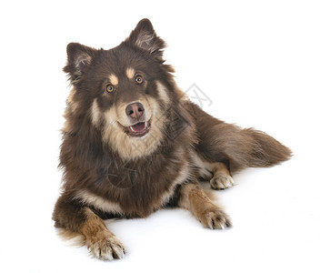 白色背景面前的芬兰Lapphund图片