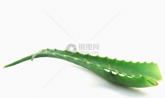 白色背景上的AloeVera图片