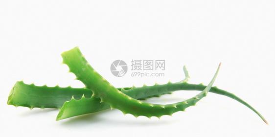 白色背景上的AloeVera图片