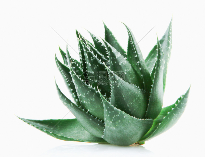 白色背景上的AloeVera图片