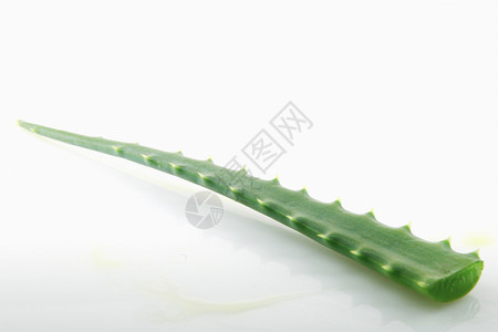 白色背景上的AloeVera图片