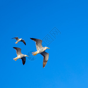 飞行海鸥对准蓝色天空图片